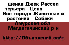 щенки Джек Рассел терьера › Цена ­ 27 000 - Все города Животные и растения » Собаки   . Амурская обл.,Магдагачинский р-н